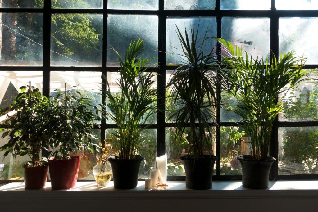 plantes-pres-fenetres-canicule